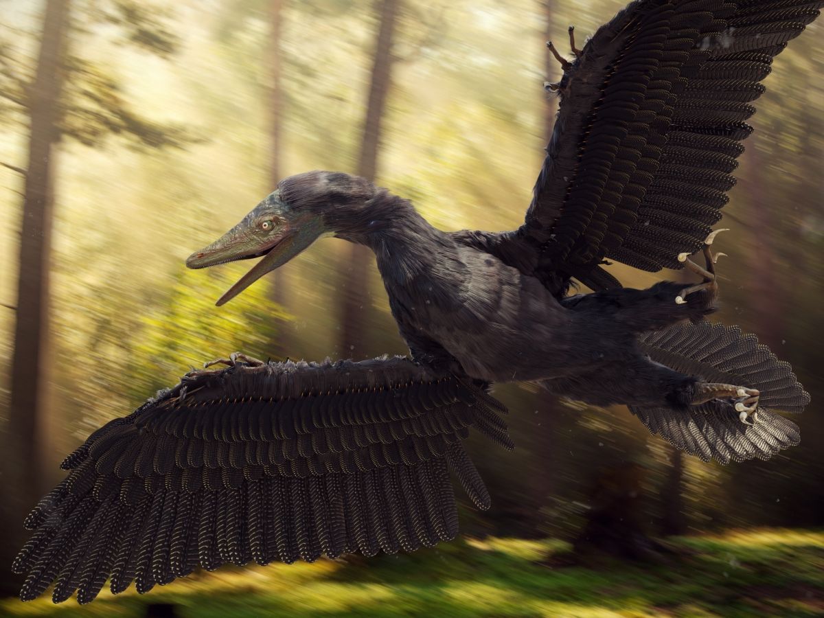 archaeopteryx-cerny-black